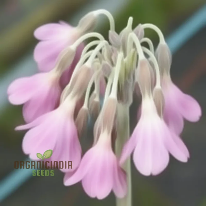 Primula Waltonii Flower Seeds For Planting, Charming Blooms for Your Garden