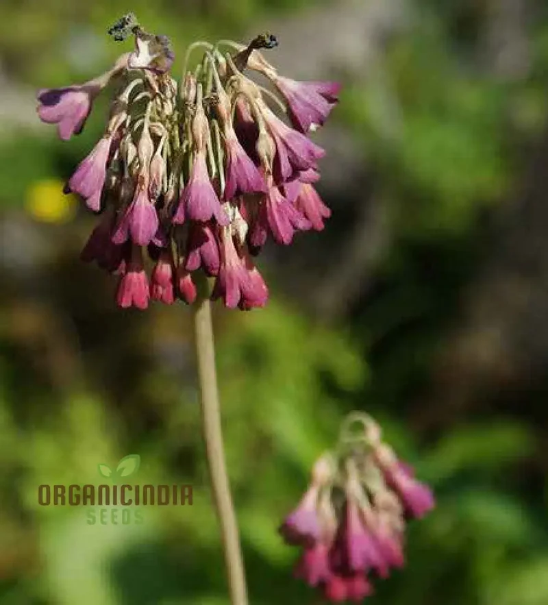 Primula Waltonii Flower Seeds For Planting, Charming Blooms for Your Garden