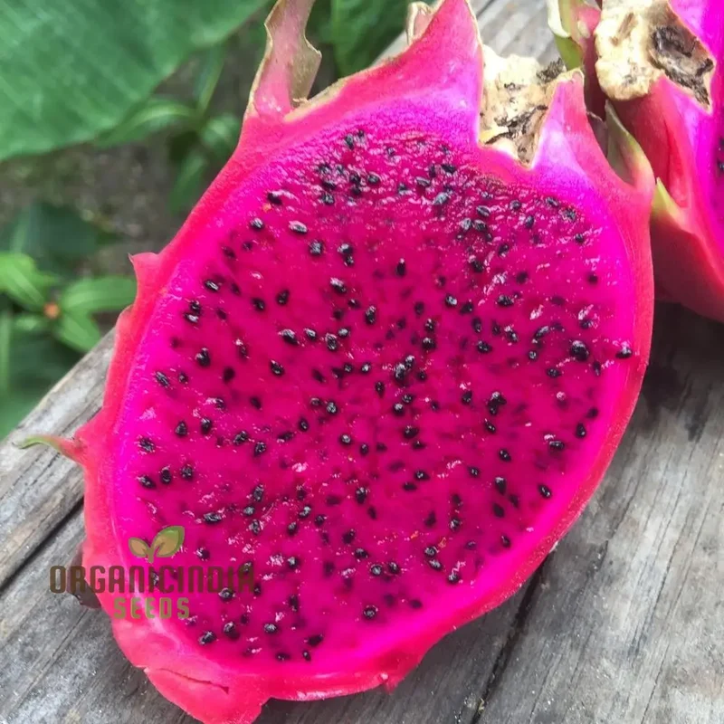 Dragon Fruit Red Seeds for Planting - Premium Quality for Thriving Gardening | Buy Seeds Online