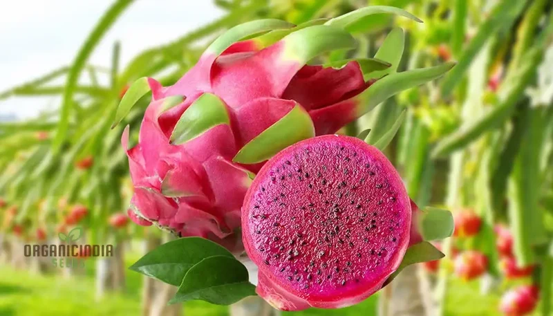Dragon Fruit Red Seeds for Planting - Premium Quality for Thriving Gardening | Buy Seeds Online