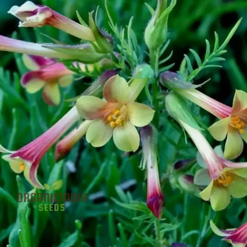 Polemonium Pauciflorum 'Sulphur Trumpets' Seeds for Planting