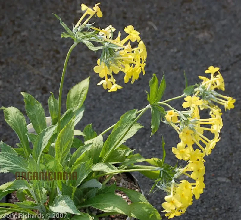 Primula Verticillata Flower Seeds For Planting, Cultivating Whorled Beauty in Your Garden