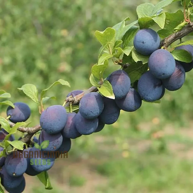 DAMSON Seeds for Gardening - High-Quality Seeds for Your Garden