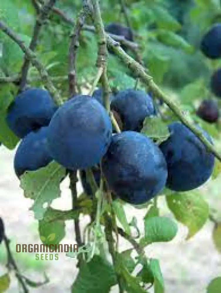 DAMSON Seeds for Gardening - High-Quality Seeds for Your Garden