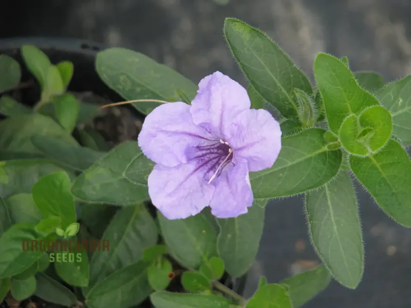 Ruellia Humilis Seeds - Premium Quality Gardening Seeds for Beautiful Wild Petunias