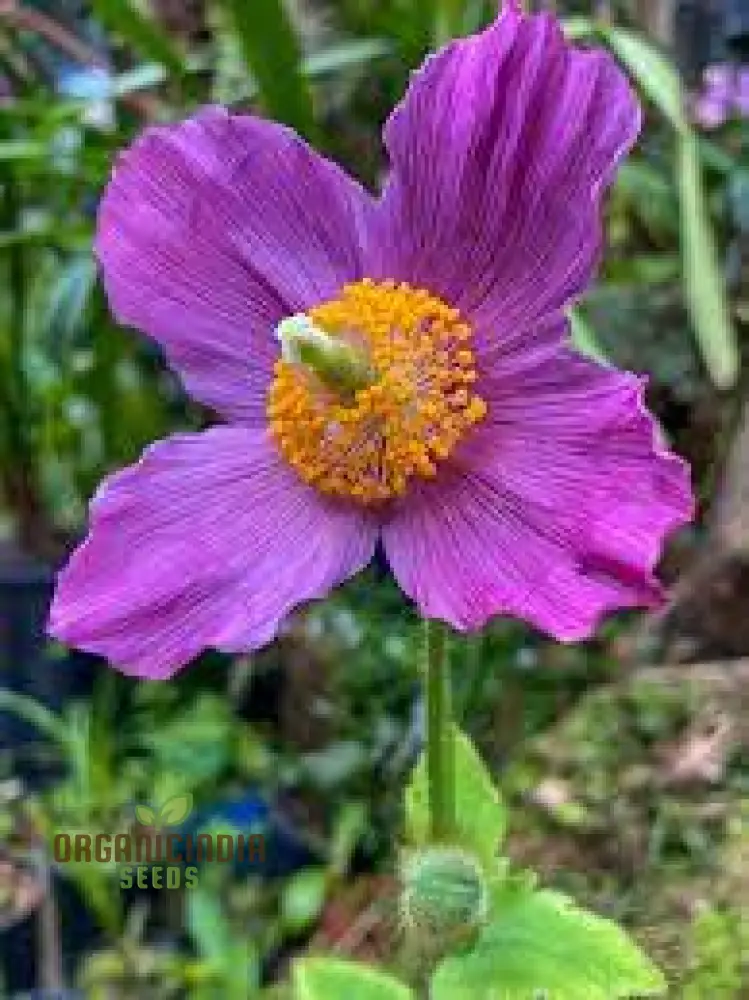 Meconopsis Baileyi 'Hensol Violet' Flower Seeds, - Rare and Stunning Perennial Seeds for Gardening
