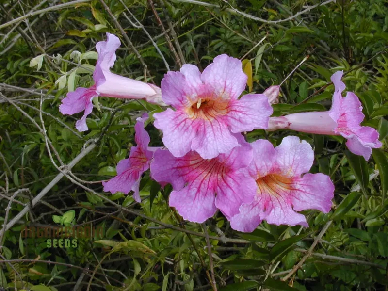 Podranea Ricasoliana Seeds for Lush Greenery and Beautiful Blooms â€“ Perfect for Your Gardening Adventures!
