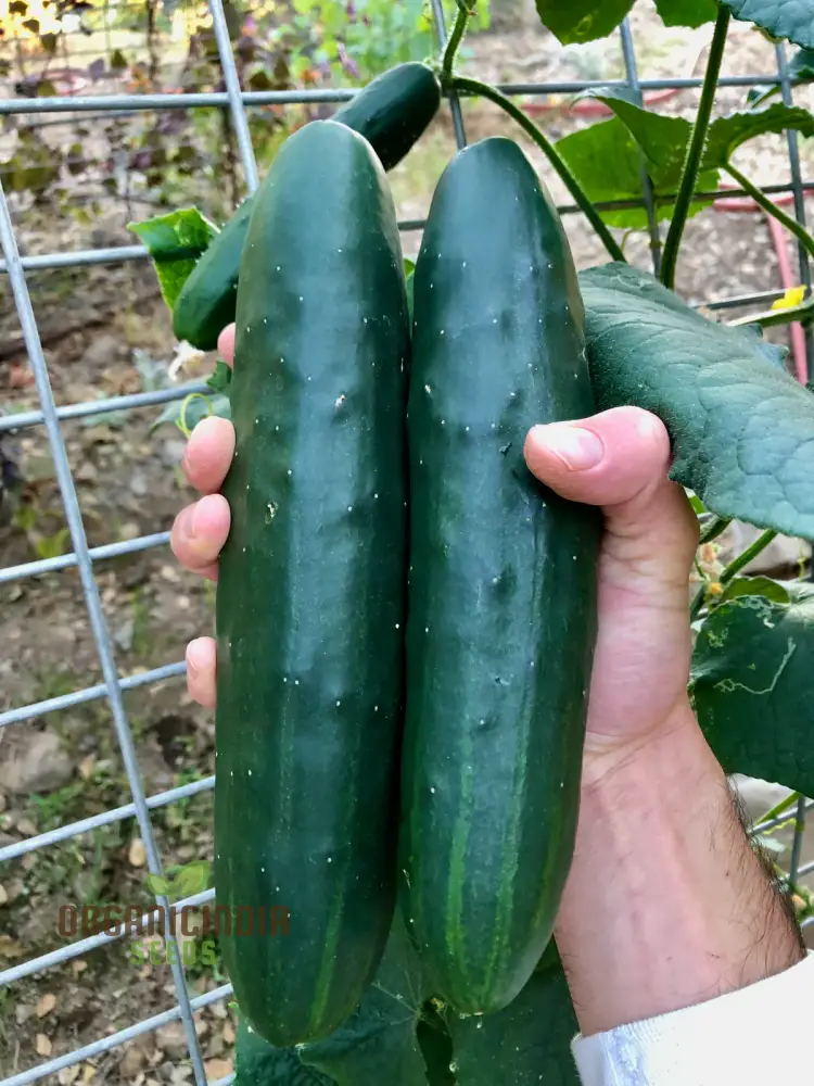 Cucumber Marketmore Seeds for Gardening Enthusiasts | Premium Quality Seeds