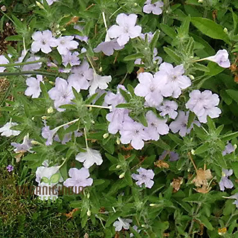 Ruellia Ciliata Seeds - Premium Quality for Gardening Enthusiasts | Organic Flower Seeds