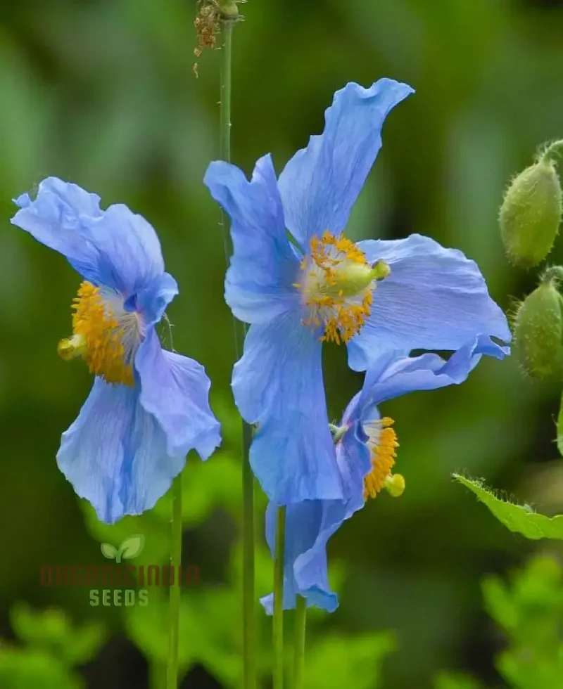 Meconopsis Seeds (Meconopsis Baileyi Seeds) - Beautiful Blue Himalayan Poppies for Gardens