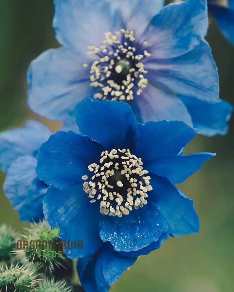 Meconopsis Seeds (Meconopsis Baileyi Seeds) - Beautiful Blue Himalayan Poppies for Gardens