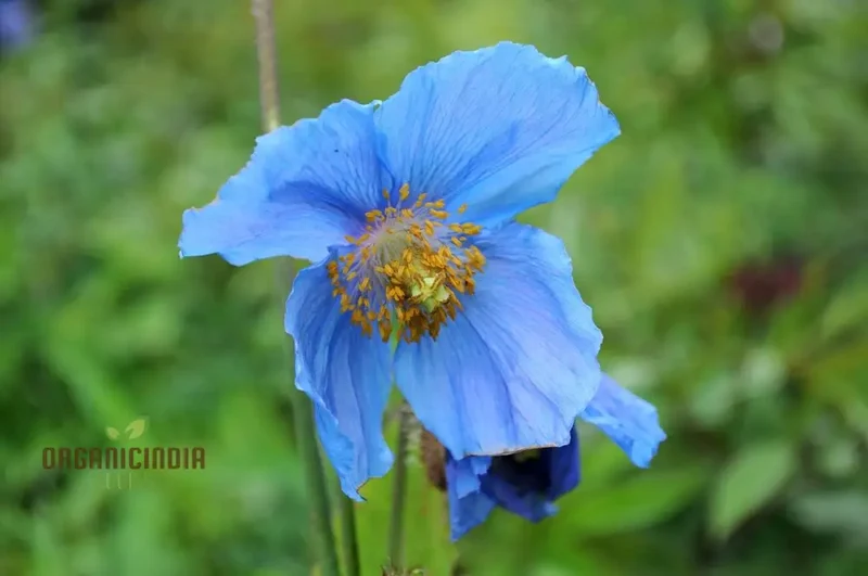 Meconopsis Seeds (Meconopsis Baileyi Seeds) - Beautiful Blue Himalayan Poppies for Gardens