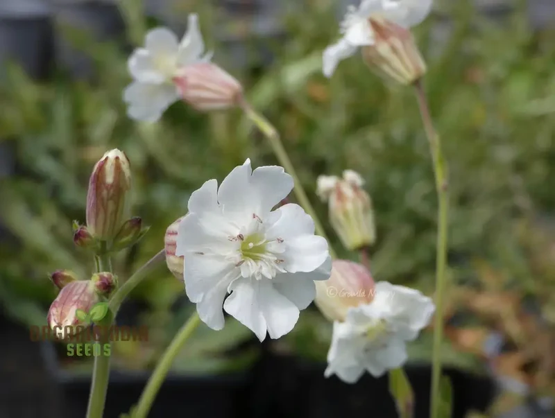 Silene Zawadskii Seeds - Premium Quality for Planting and Cultivating Beautiful Blooms