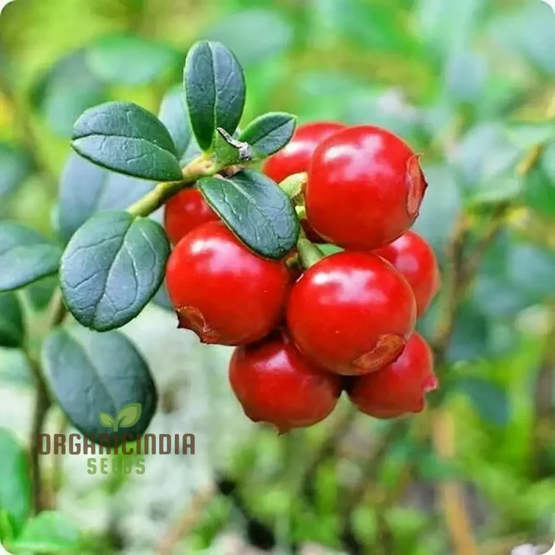 Cranberry Seeds for Planting, Gardening Enthusiasts - Buy Organic Seeds Online