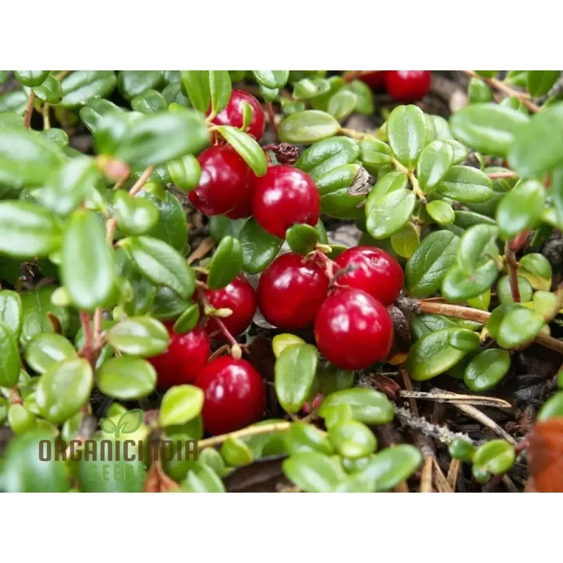 Cranberry Seeds for Planting, Gardening Enthusiasts - Buy Organic Seeds Online