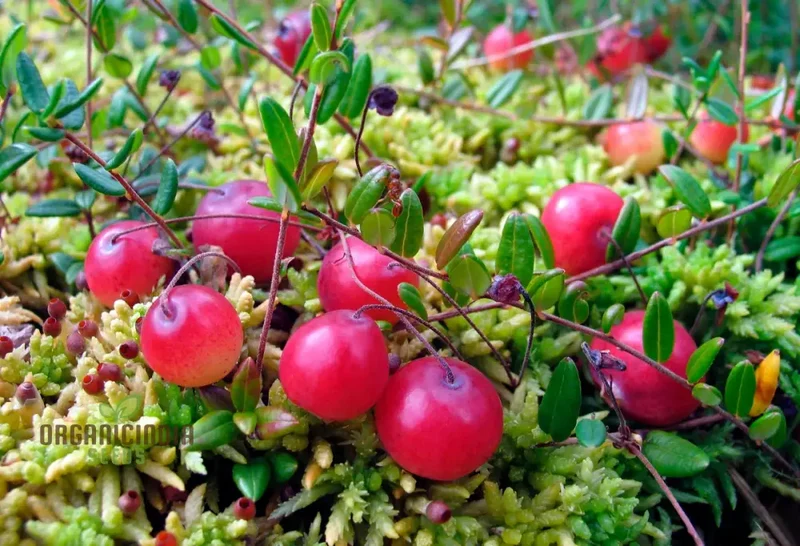 Cranberry Seeds for Planting, Gardening Enthusiasts - Buy Organic Seeds Online