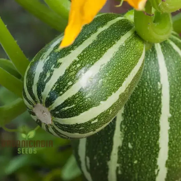 Courgette Piccolo Seeds for Gardening Enthusiasts
