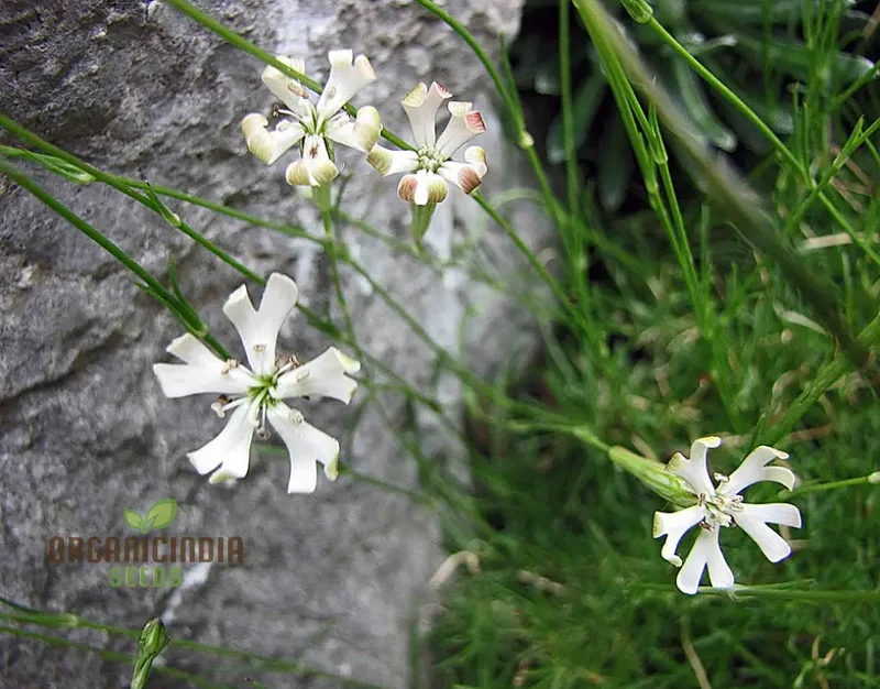 Silene Waldsteinii Seeds - Rare Alpine Plant Seeds for Planting in Your Garden