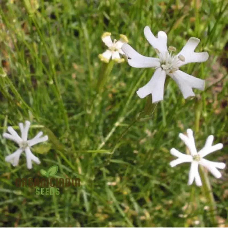Silene Waldsteinii Seeds - Rare Alpine Plant Seeds for Planting in Your Garden