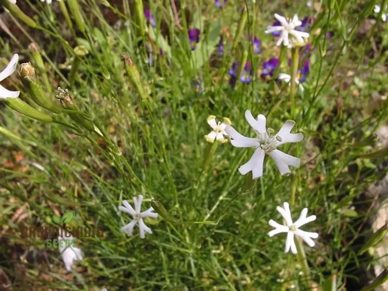 Silene Waldsteinii Seeds - Rare Alpine Plant Seeds for Planting in Your Garden