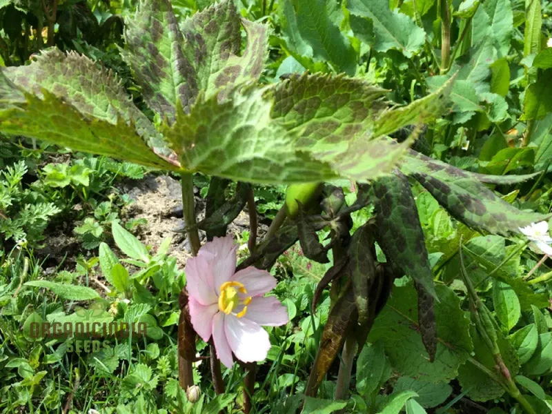 Podophyllum Hexandrum (Emodi) Seeds, Elevate Your Gardening Experience with Unique and Striking Blooms!
