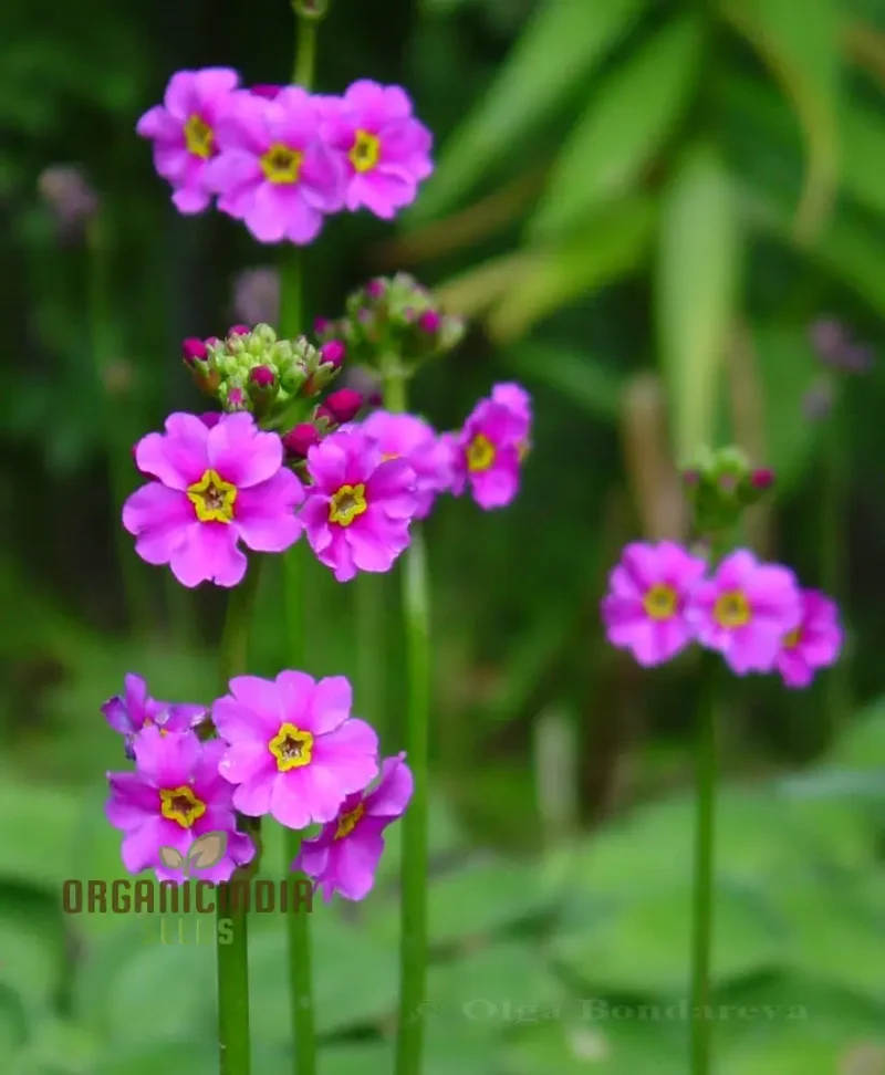 Primula Poissonii Flower Seeds For Planting, Adding Lush Purple Blooms to Your Garden