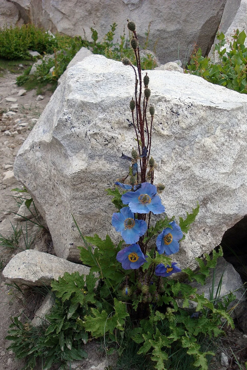 Meconopsis Aculeata Flower Seeds, Rare & Stunning Himalayan Blue Poppies for Gardening, Perfect for Outdoor Gardens