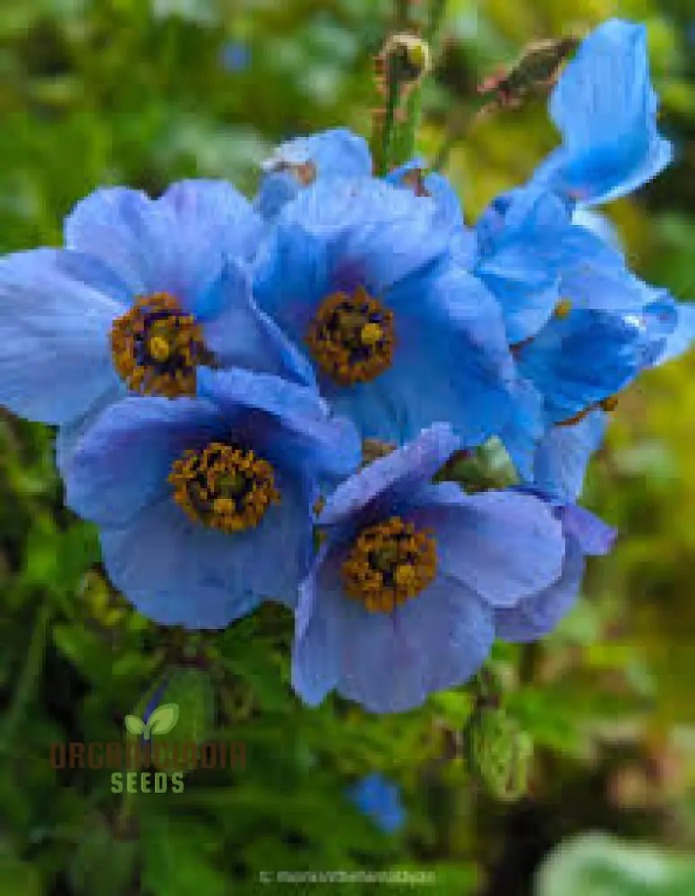 Meconopsis Aculeata Flower Seeds, Rare & Stunning Himalayan Blue Poppies for Gardening, Perfect for Outdoor Gardens