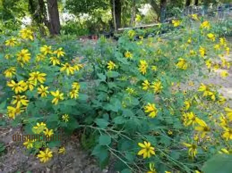 Rudbeckia Laciniata Seeds for Planting, Premium Quality Seeds for Vibrant Gardens
