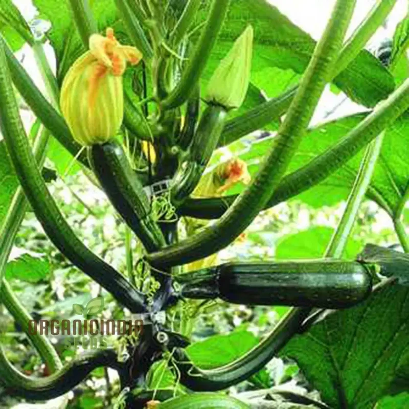 COURGETTE BLACK FOREST F1 Seeds for Gardening - Premium Quality Seeds for Thriving Gardens