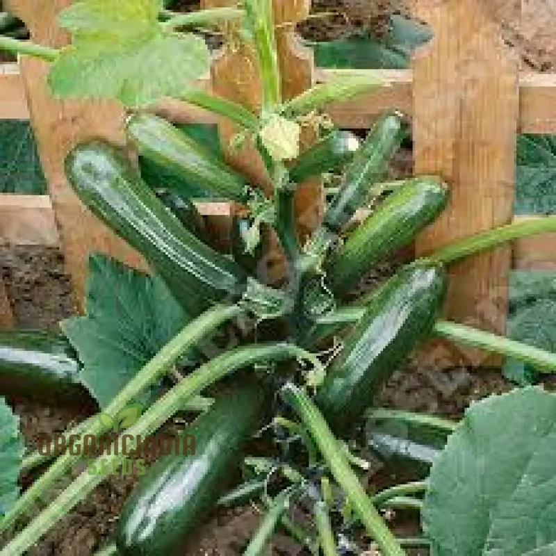 COURGETTE BLACK FOREST F1 Seeds for Gardening - Premium Quality Seeds for Thriving Gardens