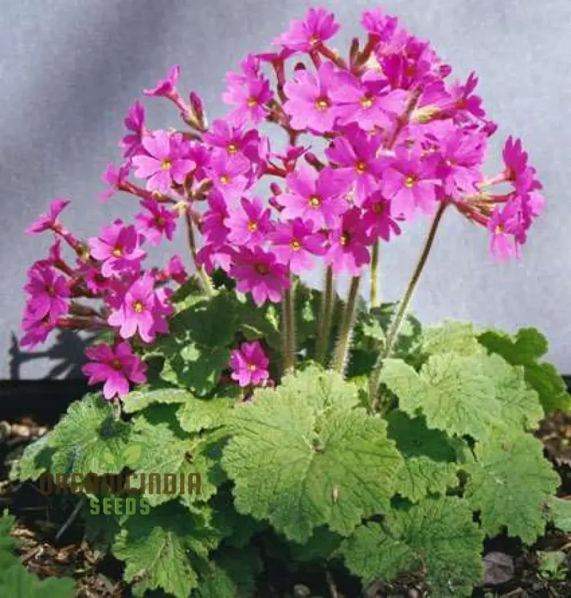 Primula Kisoana Flower Seeds For Planting, Delicate Pink Blooms for Your Garden