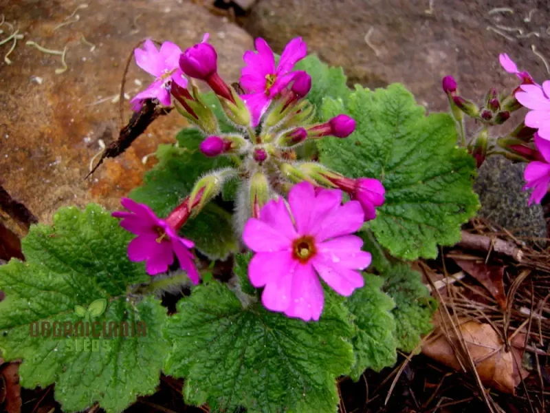 Primula Kisoana Flower Seeds For Planting, Delicate Pink Blooms for Your Garden