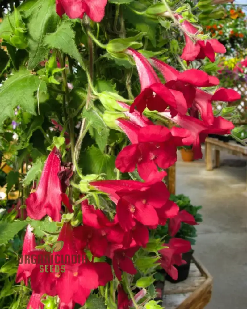 Maurandya Erubescens 'Magic Dragon' flower Seeds for Planting, Perfect for Vibrant Garden