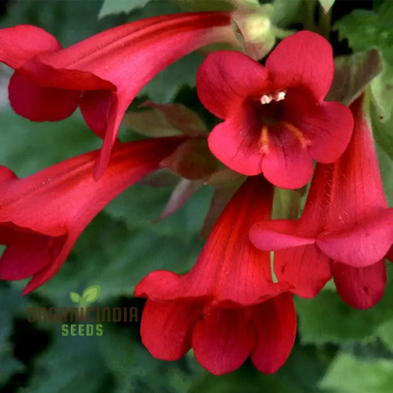 Maurandya Erubescens 'Magic Dragon' flower Seeds for Planting, Perfect for Vibrant Garden