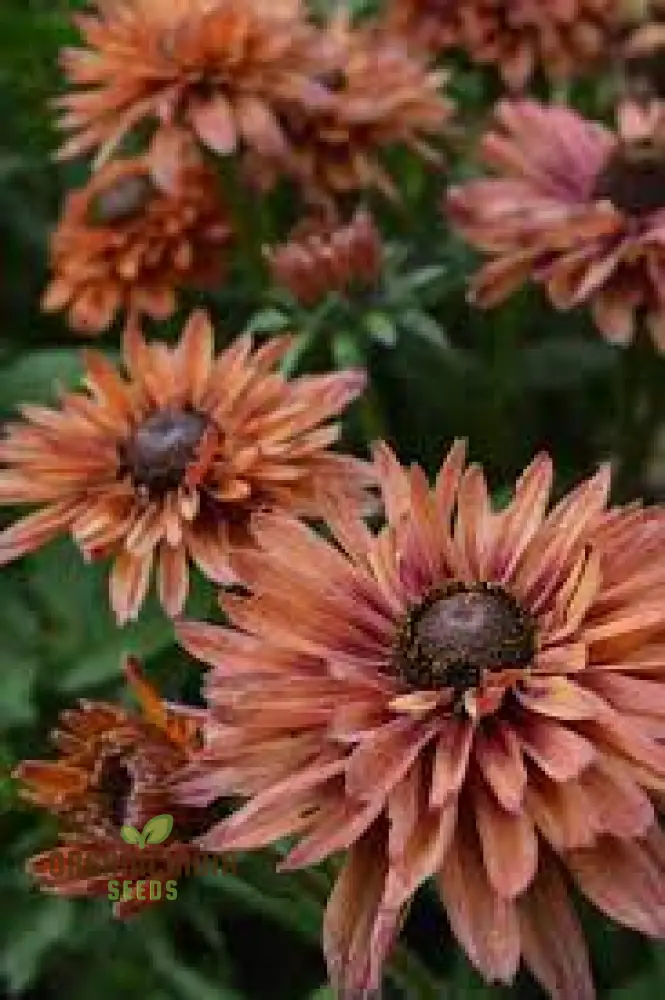 Rudbeckia Seeds (Rudbeckia Hirta Sahara Seeds) - Warm Multicolor Blooms for Gardening