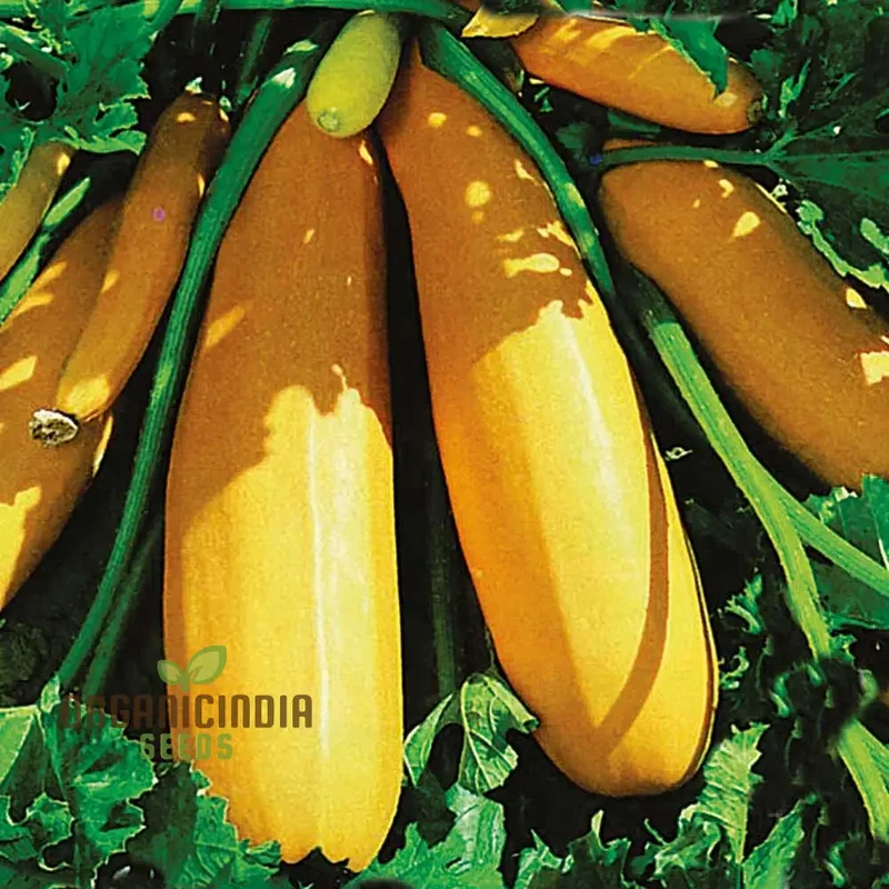 Courgette Atena Polka F1 Seeds For Planting | Premium Gardening Seeds for Your Garden