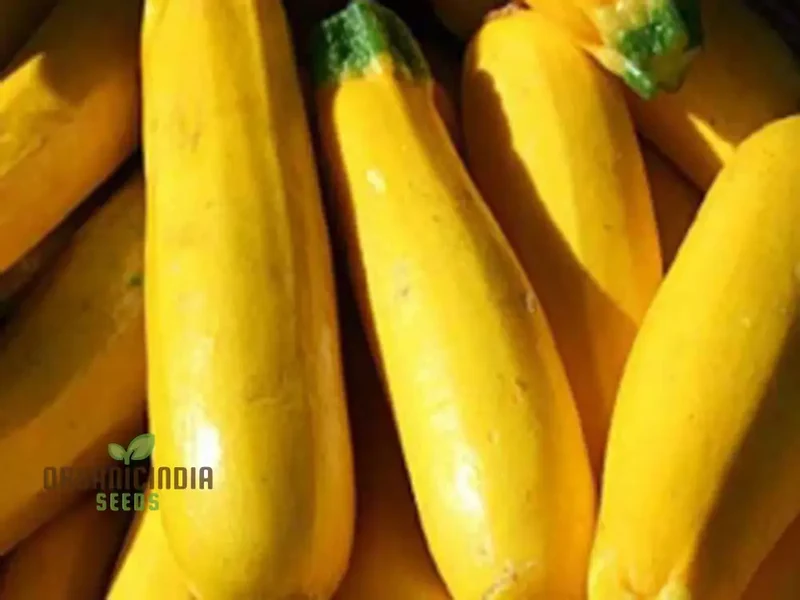 Courgette Atena Polka F1 Seeds For Planting | Premium Gardening Seeds for Your Garden