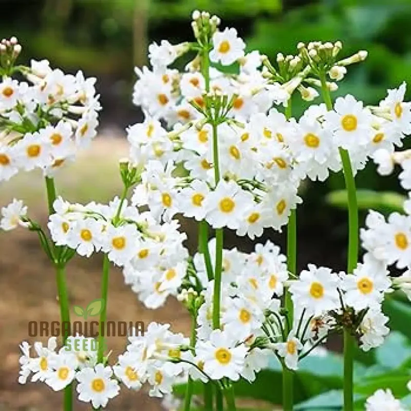 Primula Seeds (Primula Japonica ‘Postford White’ Seeds) - Elegant White Blooms for Gardens