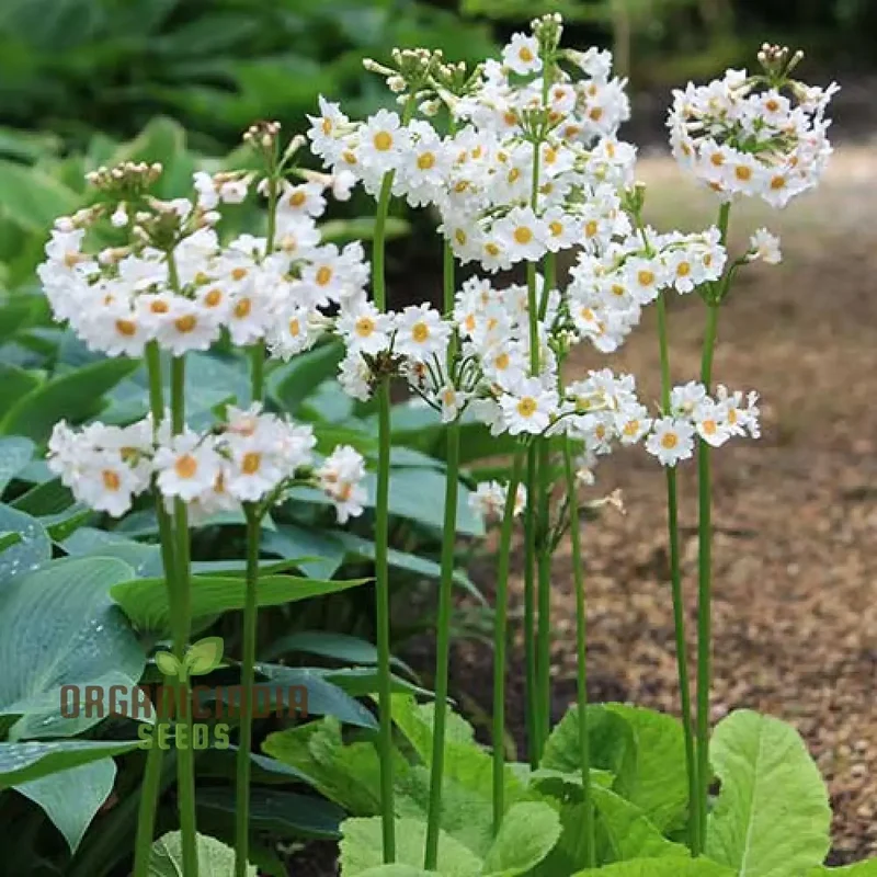 Primula Seeds (Primula Japonica ‘Postford White’ Seeds) - Elegant White Blooms for Gardens