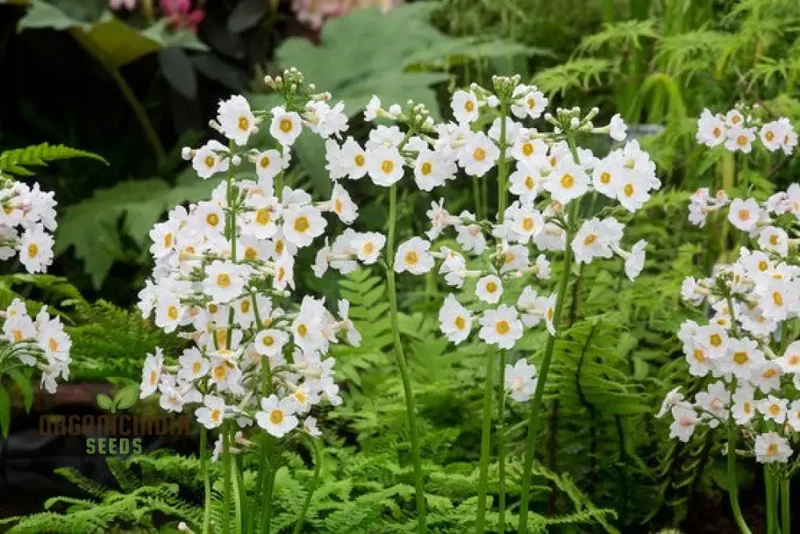 Primula Seeds (Primula Japonica ‘Postford White’ Seeds) - Elegant White Blooms for Gardens