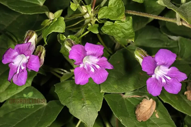 Maurandya Barclaiana Flower Seeds for Planting, Perfect for Gardening