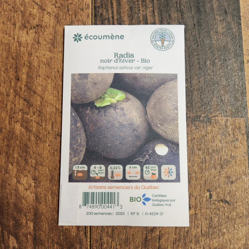Radis Noir d’hiver ( Raphanus sativus )