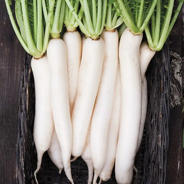 Radis ‘Daikon’ ( Raphanus sativus var. longipinnatus )