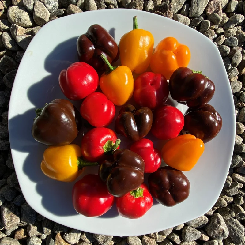 Poivrons Miniatures en mélange ( Capsicum annuum )