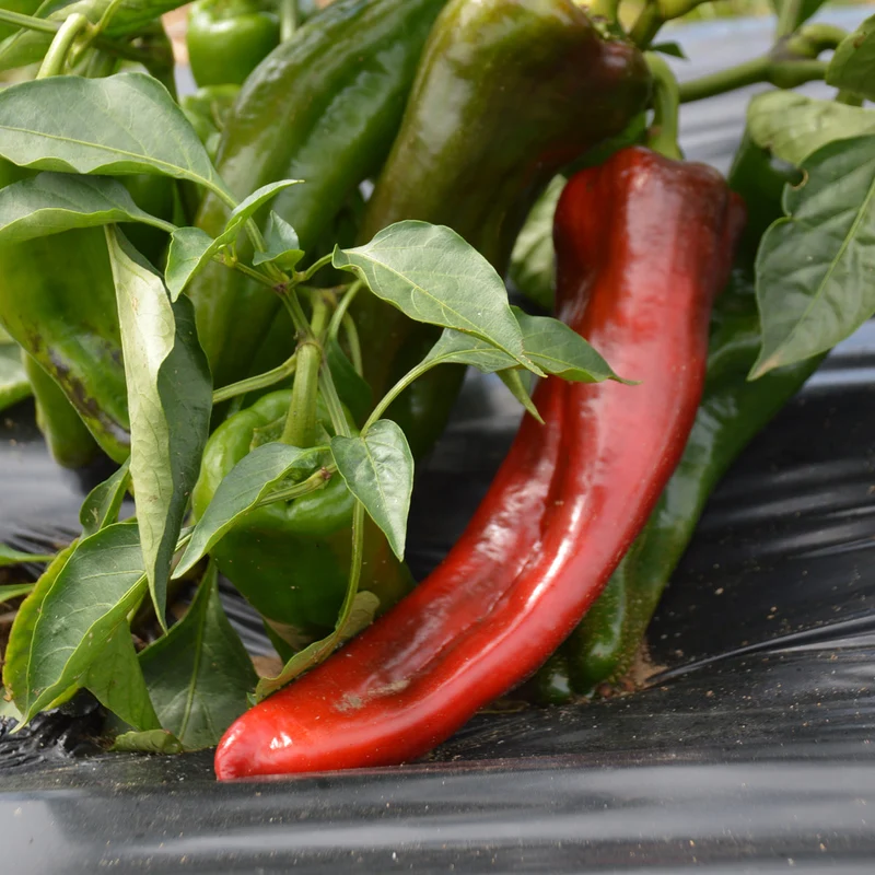 Poivron rouge ‘Marconi Red’ ( Capsicum annuum )