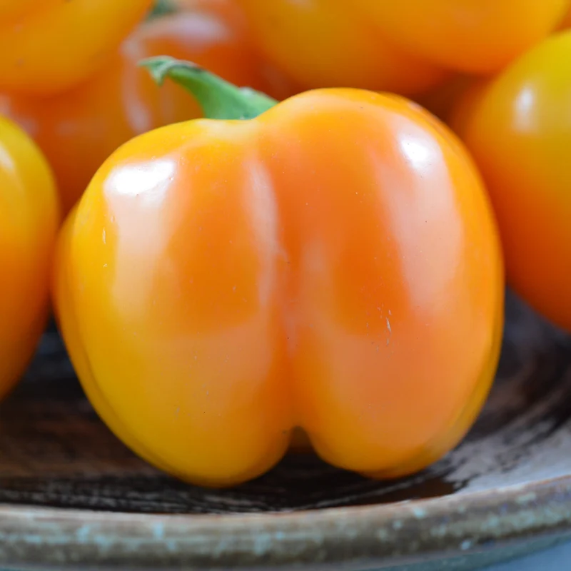 Poivron orange ‘Doe Hill’ ( Capsicum annuum )