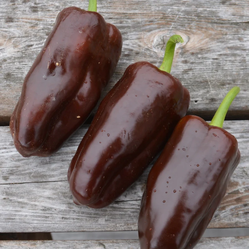 Poivron brun ‘Chocolat’ ( Capsicum annuum )