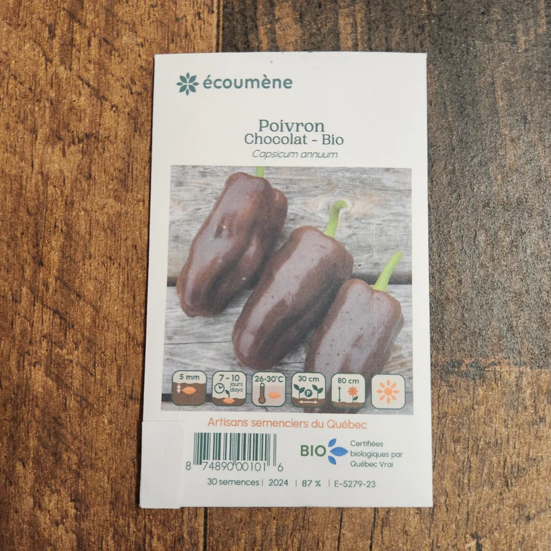 Poivron brun ‘Chocolat’ ( Capsicum annuum )
