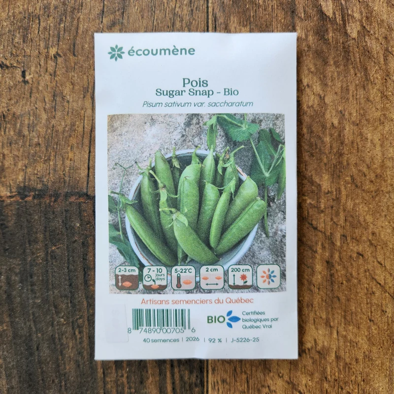Pois ‘Sugar Snap’ ( Pisum sativum )